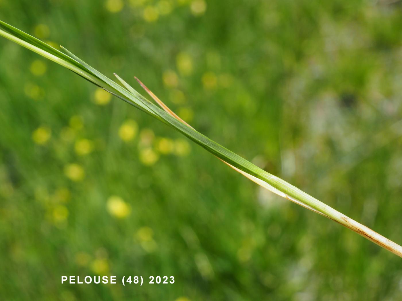 Sedge, Tawny leaf